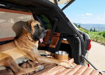 Anche i cani devono viaggiare in sicurezza in auto