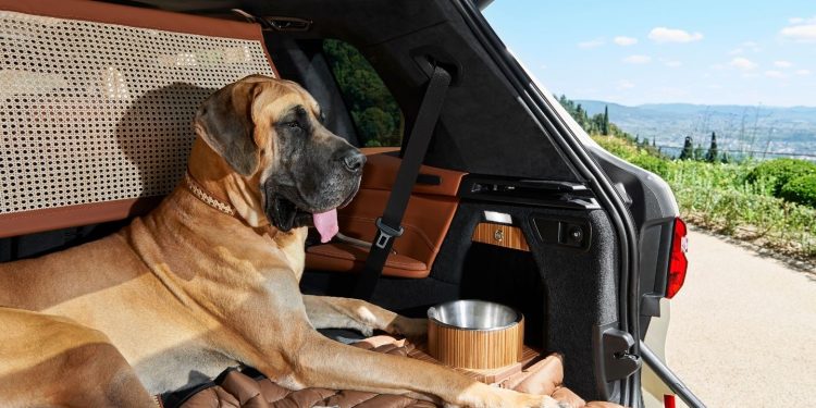 Anche i cani devono viaggiare in sicurezza in auto